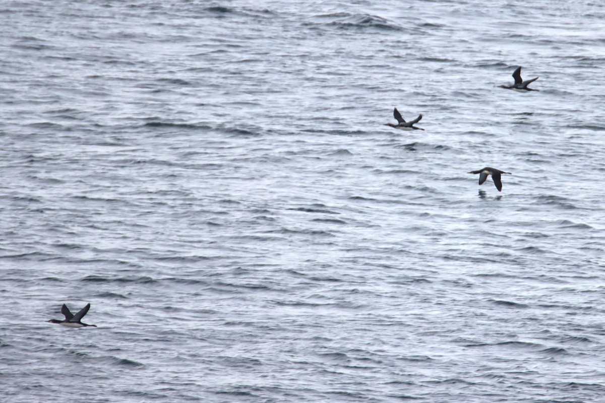 amerikastorlom - ML645684289