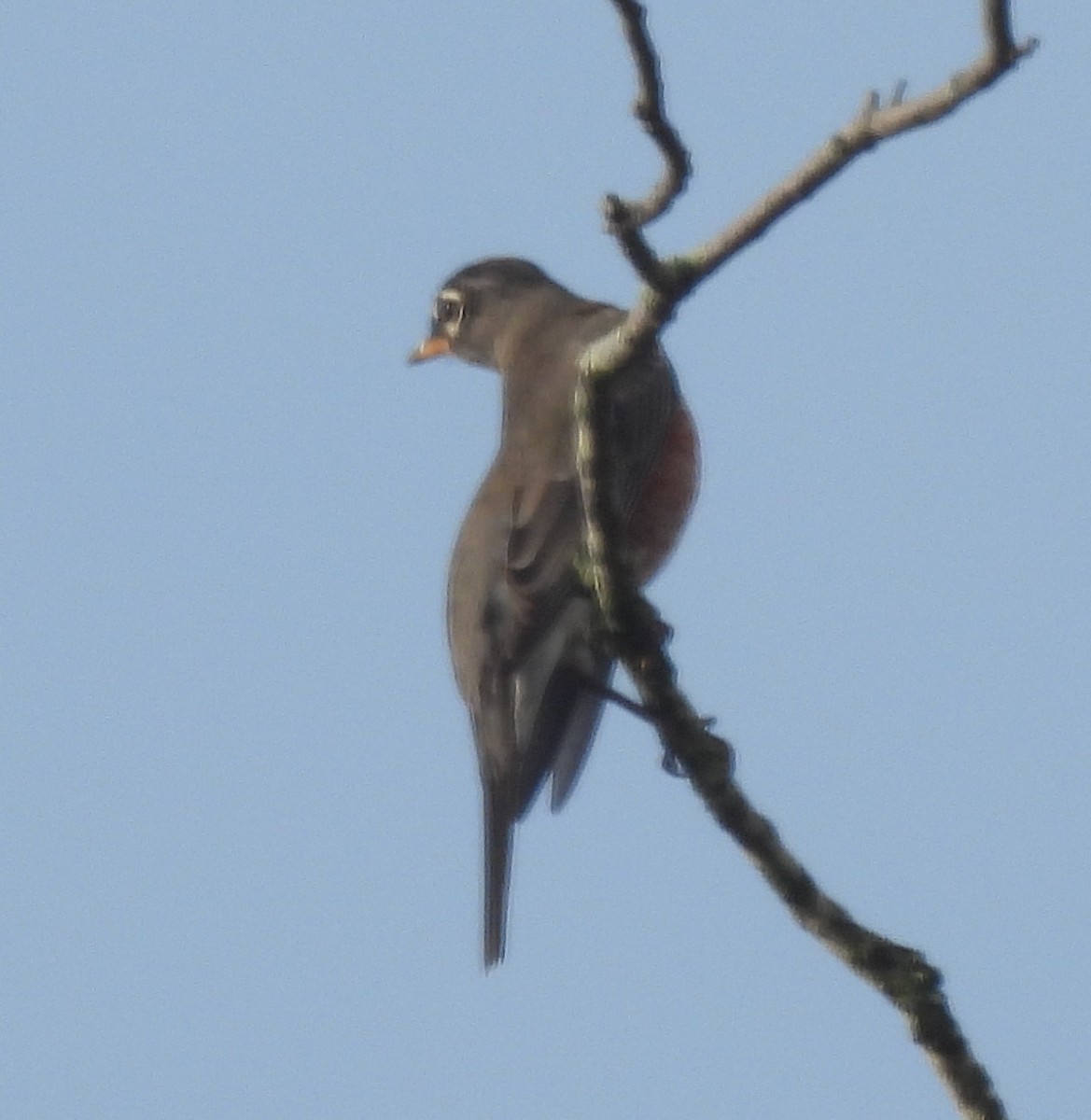 vandretrost - ML645684290