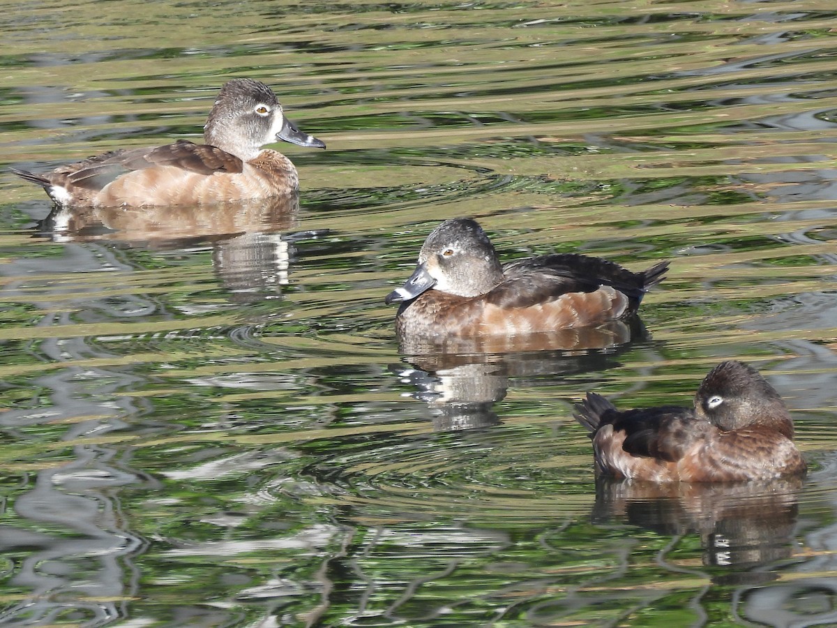 ringand - ML645684291