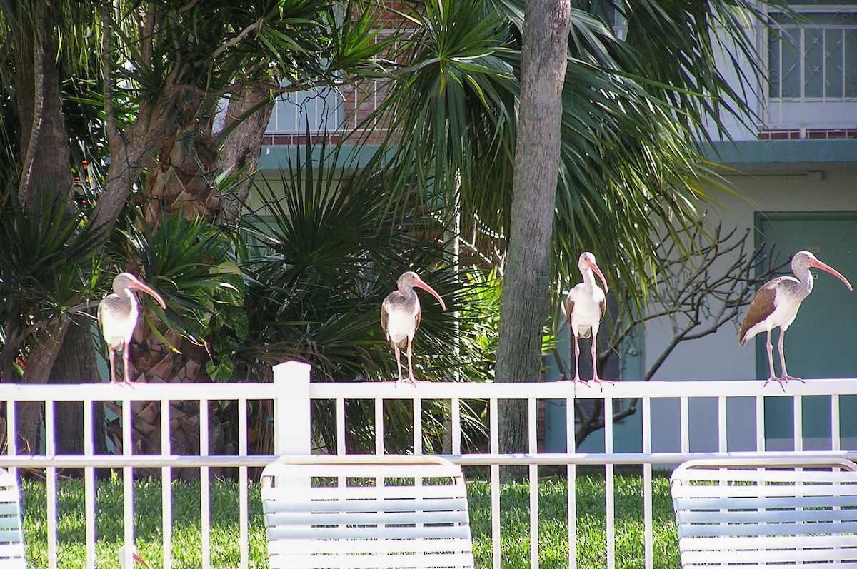 hvitibis - ML645684294