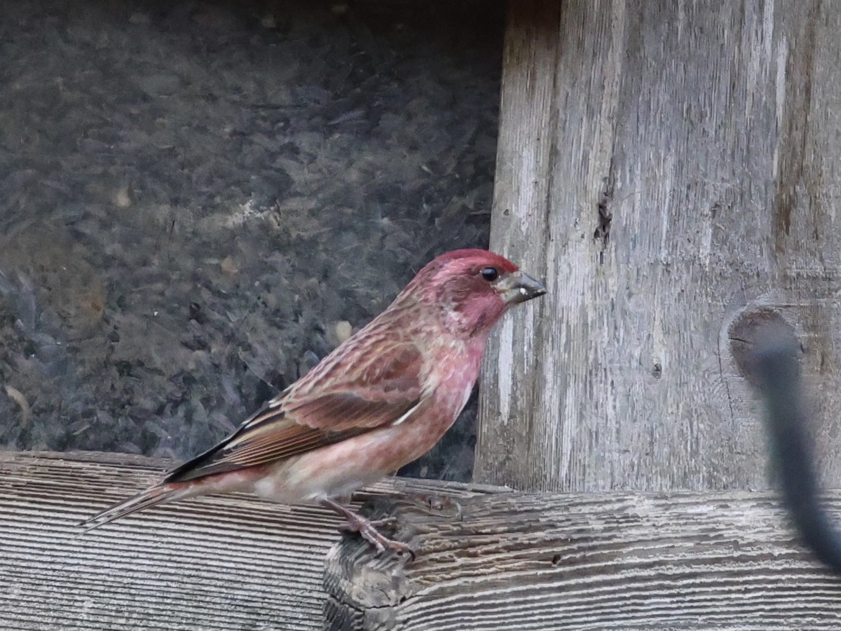 purpurfink - ML645684295