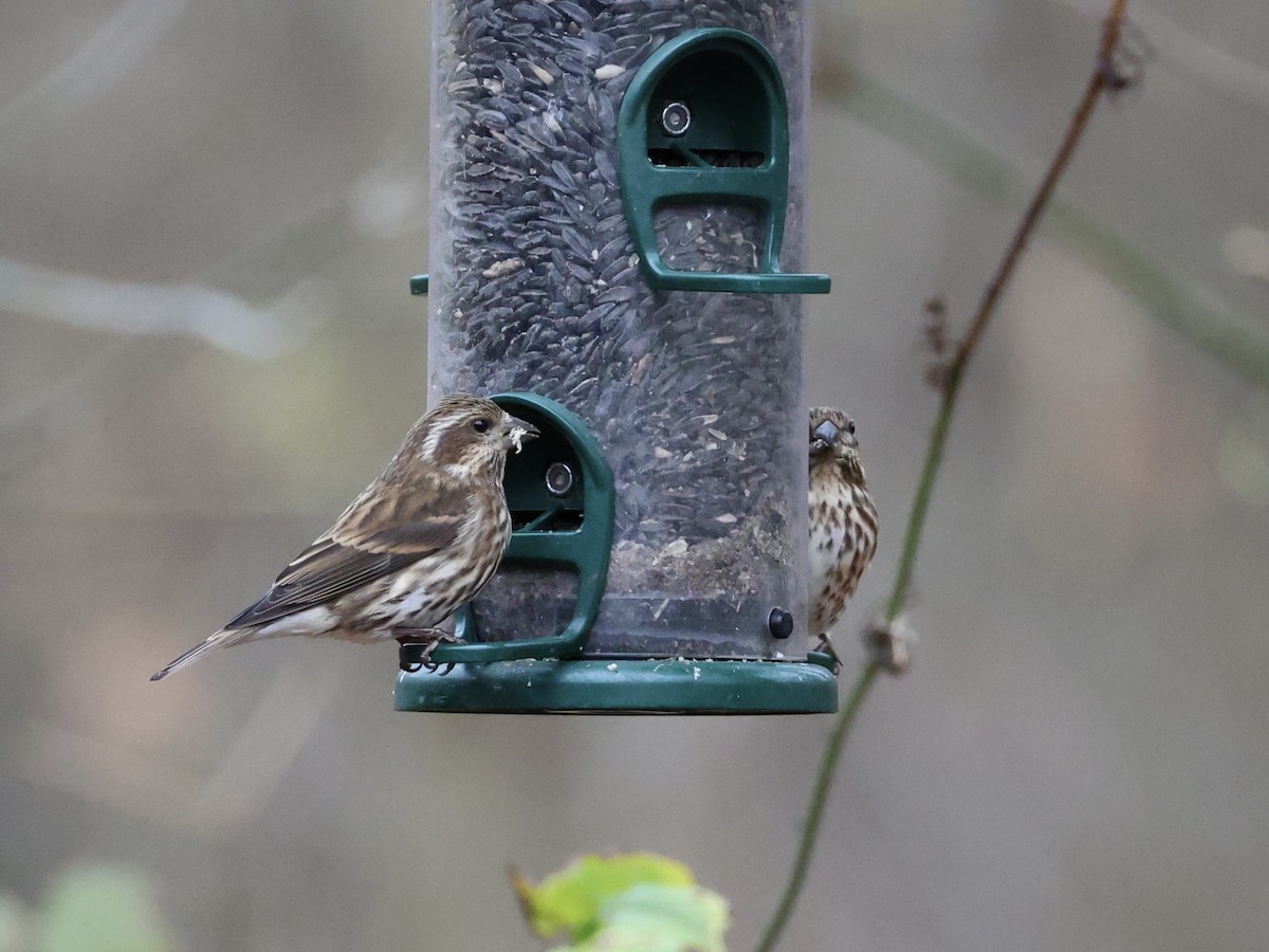 purpurfink - ML645684296