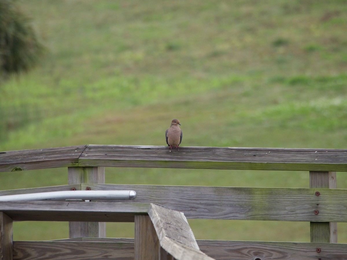 sørgedue - ML645684297