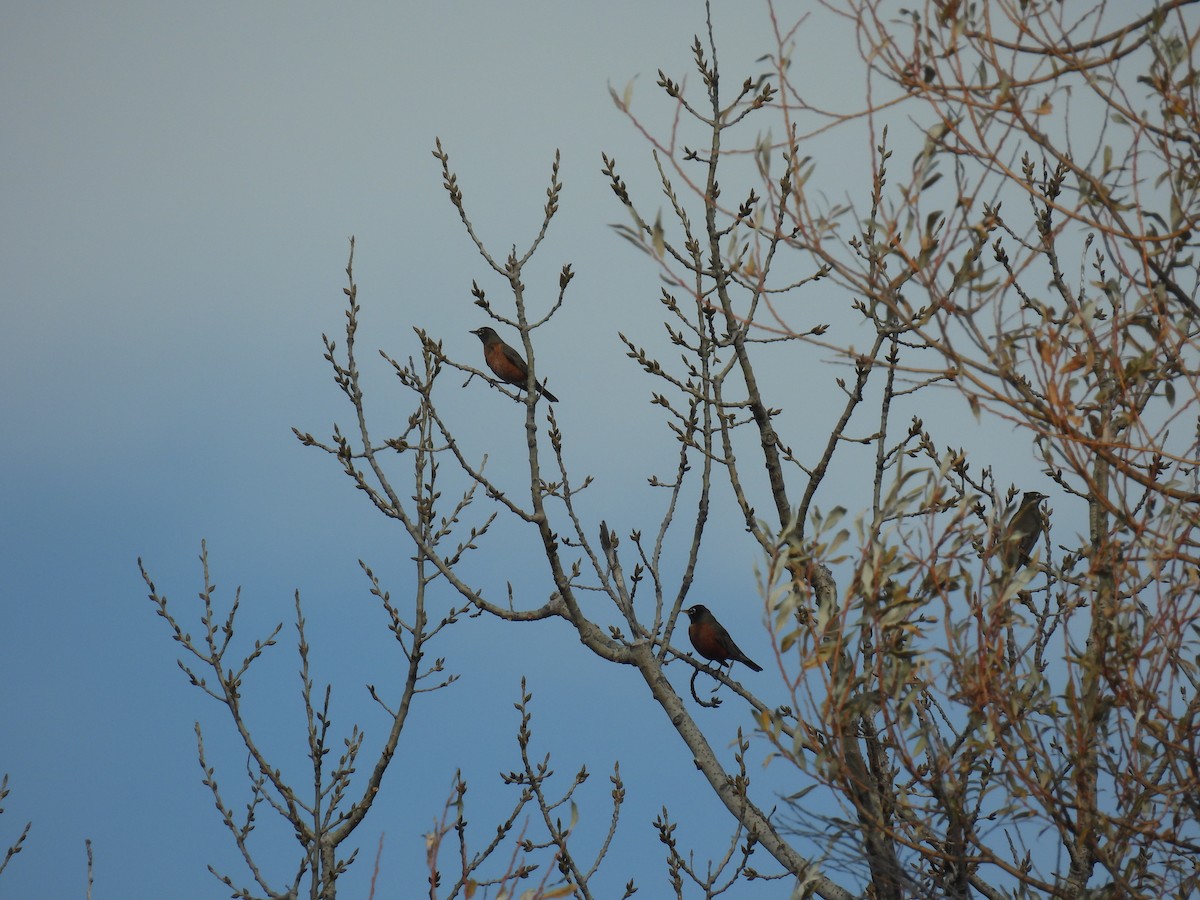 vandretrost - ML645684298