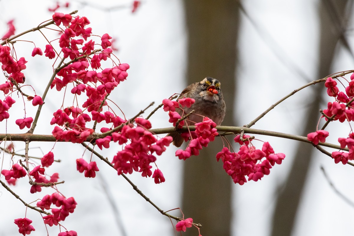 hvitstrupespurv - ML645684299