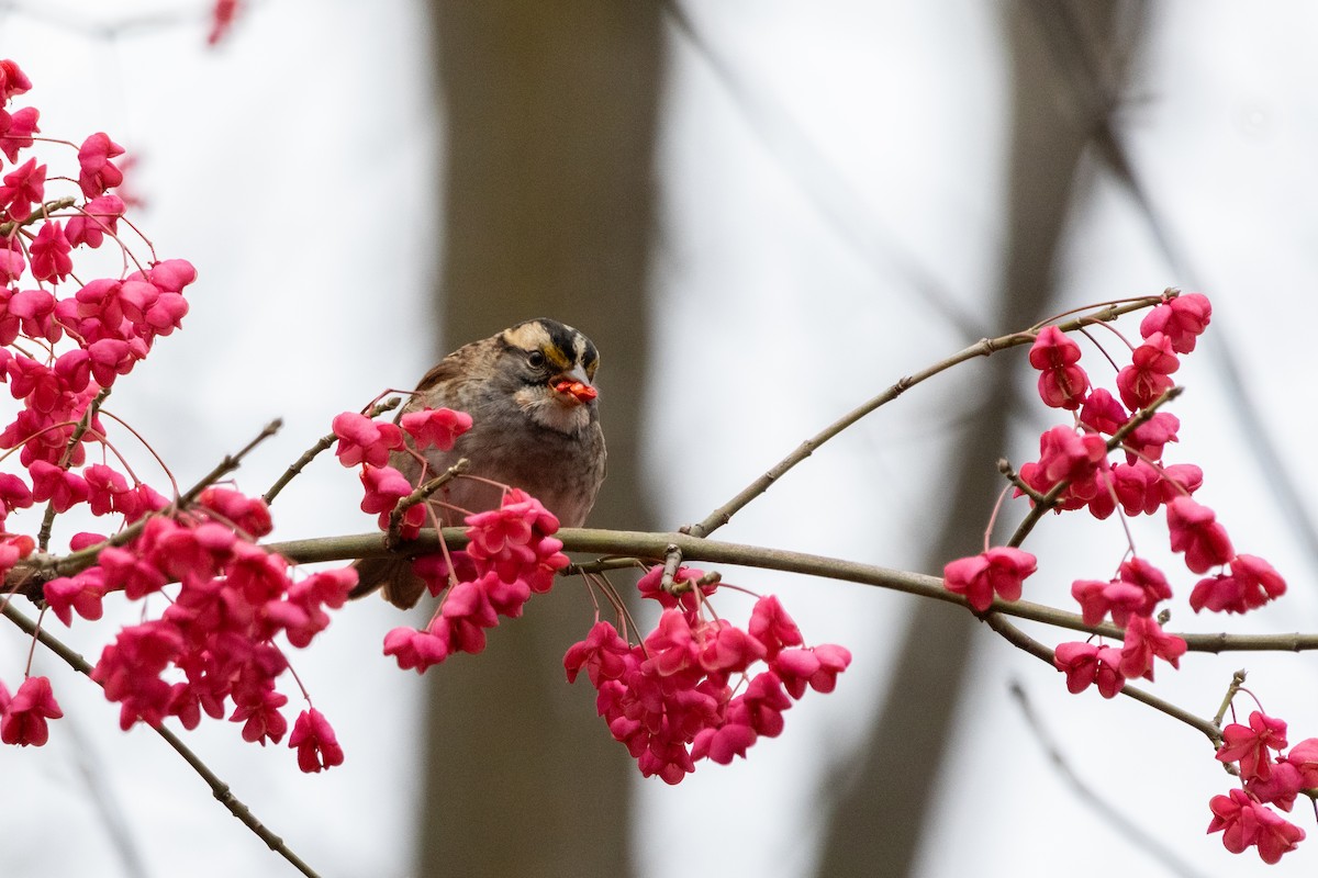 hvitstrupespurv - ML645684300