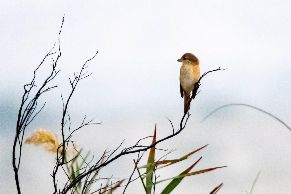 isabellavarsler - ML645684301