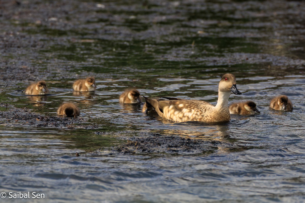 duskand - ML645684309