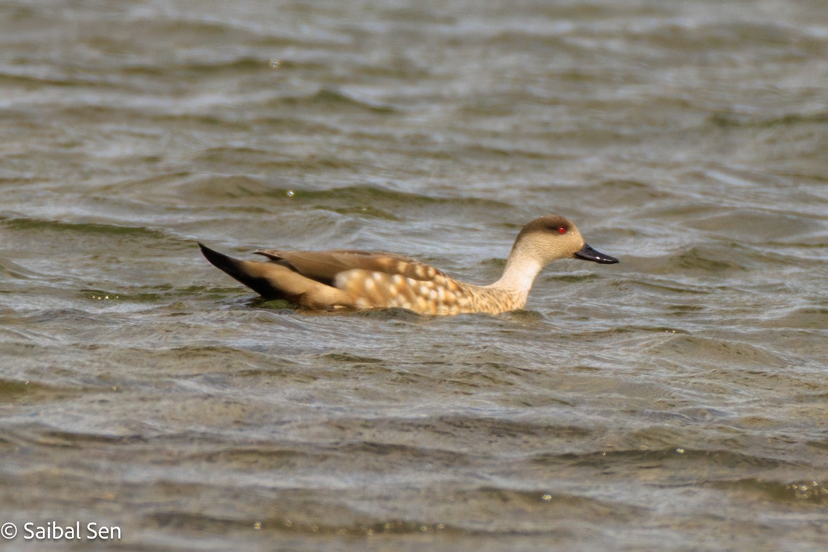 duskand - ML645684310