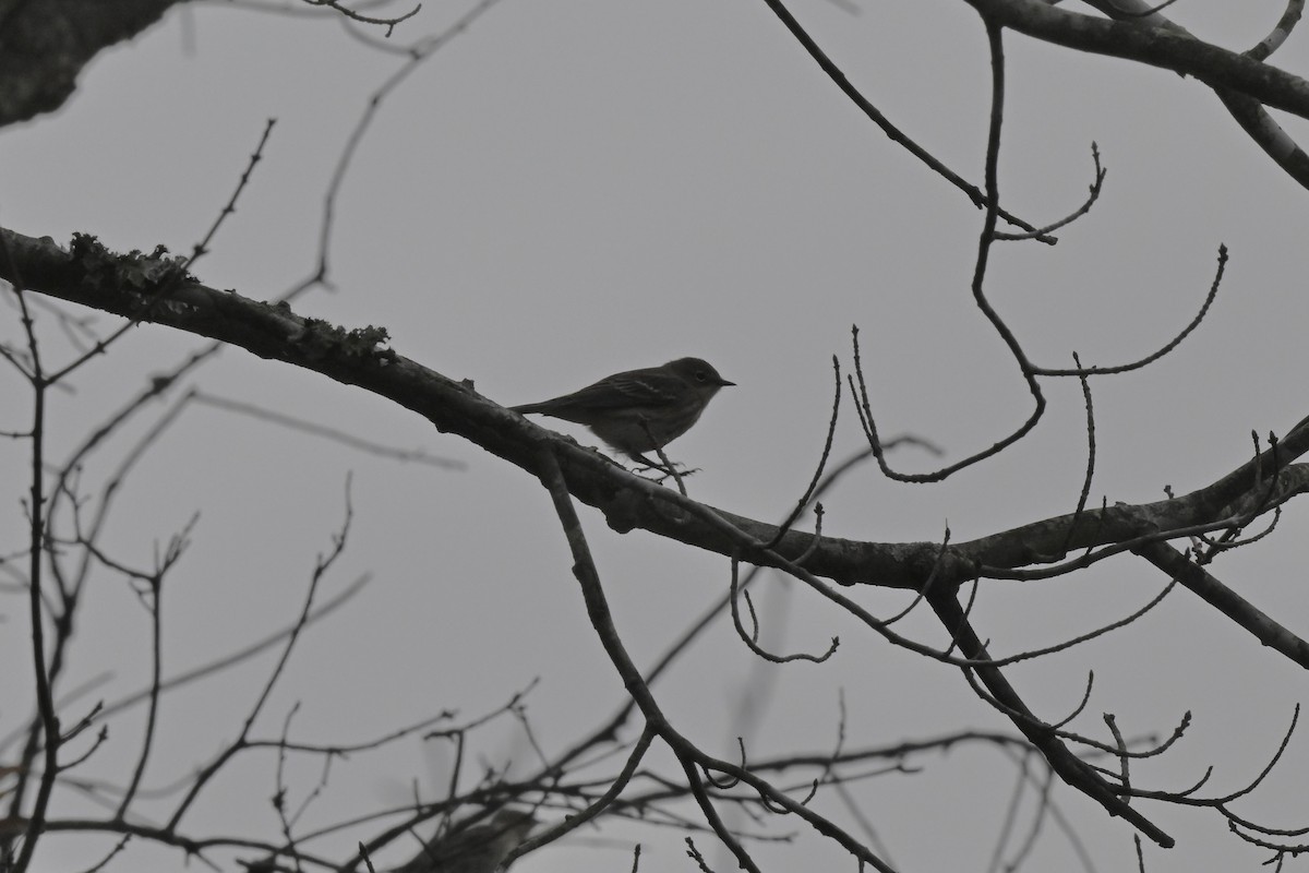 myrteparula - ML645684311