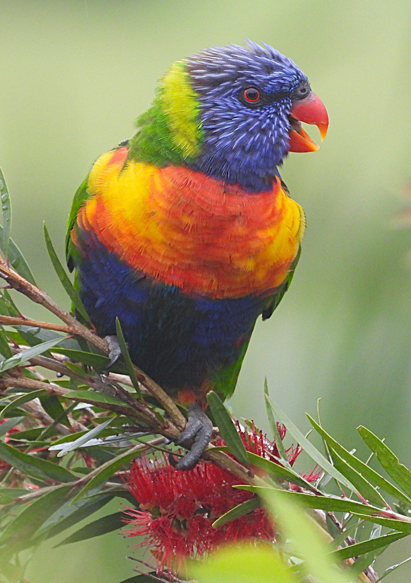 regnbuelori - ML645684313