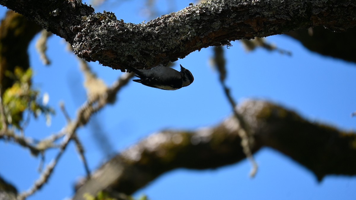 dunspett (gairdnerii/turati) - ML645684314