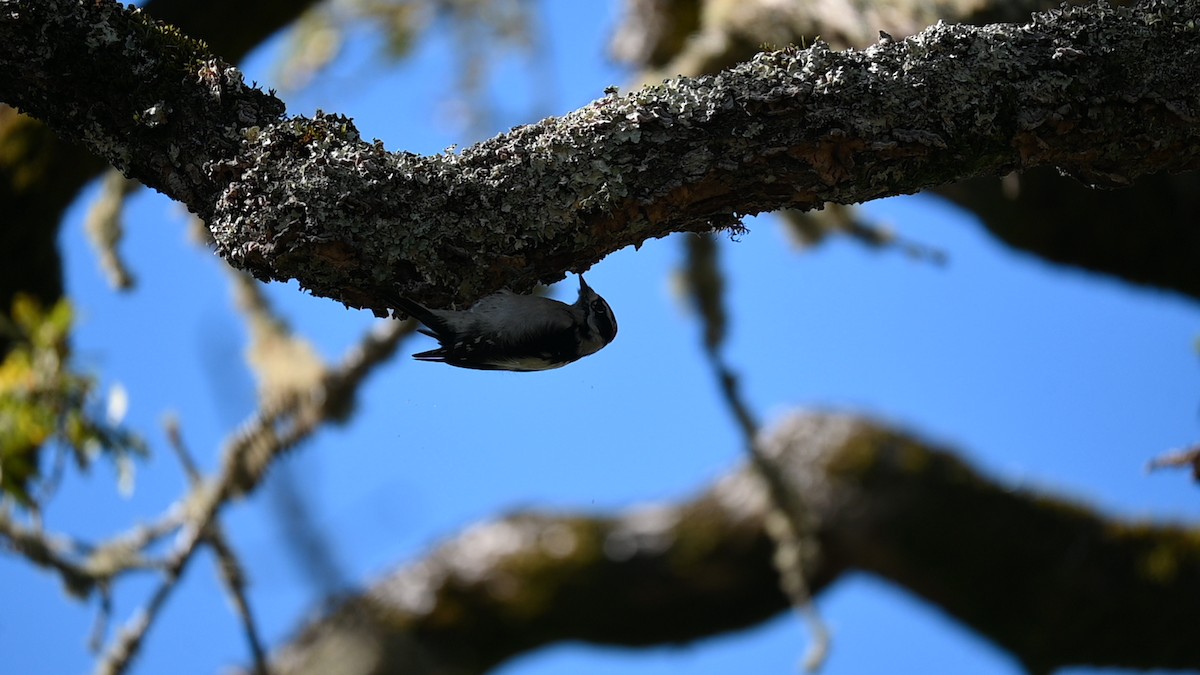 dunspett (gairdnerii/turati) - ML645684315