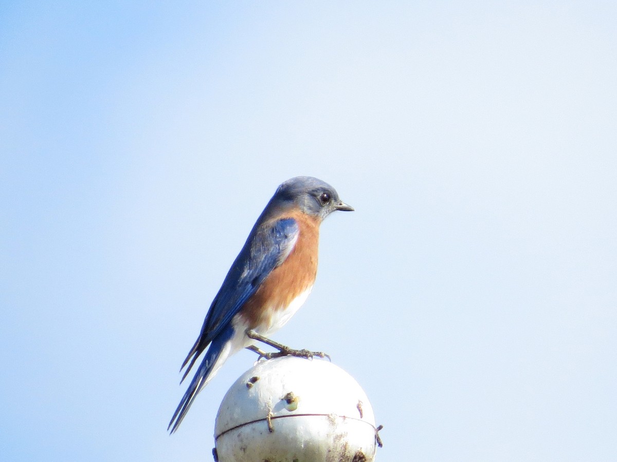 østblåfugl - ML645684316