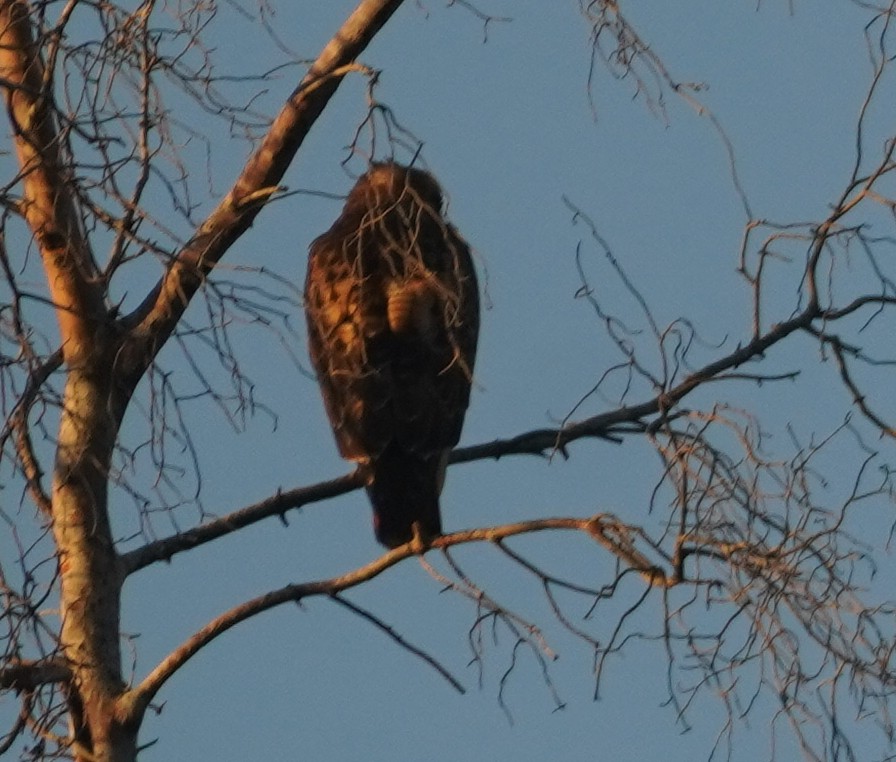 rødstjertvåk - ML645684317