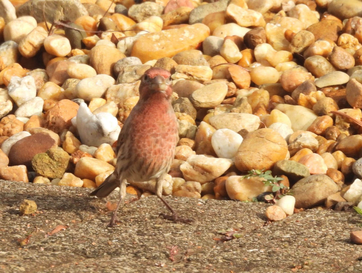 husrosenfink - ML645684318