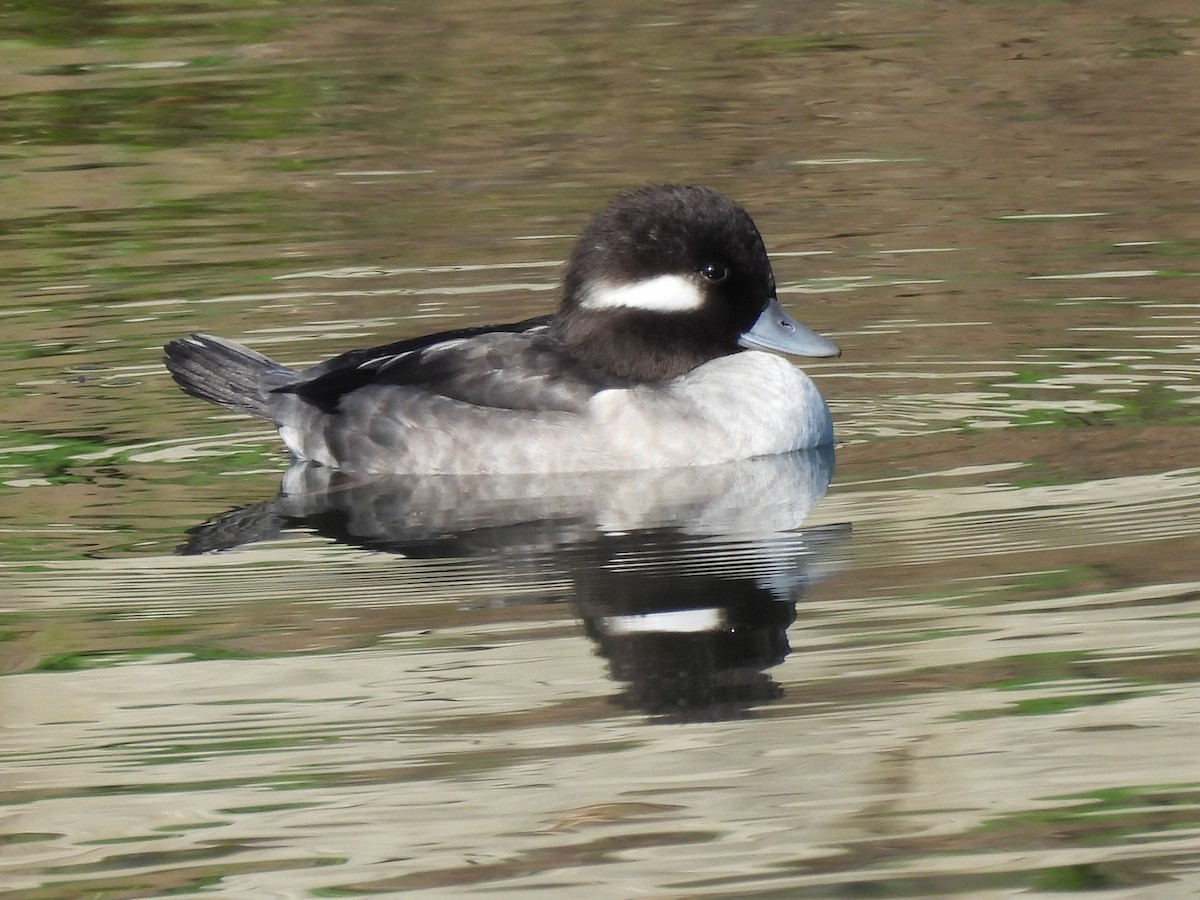 bøffeland - ML645684319