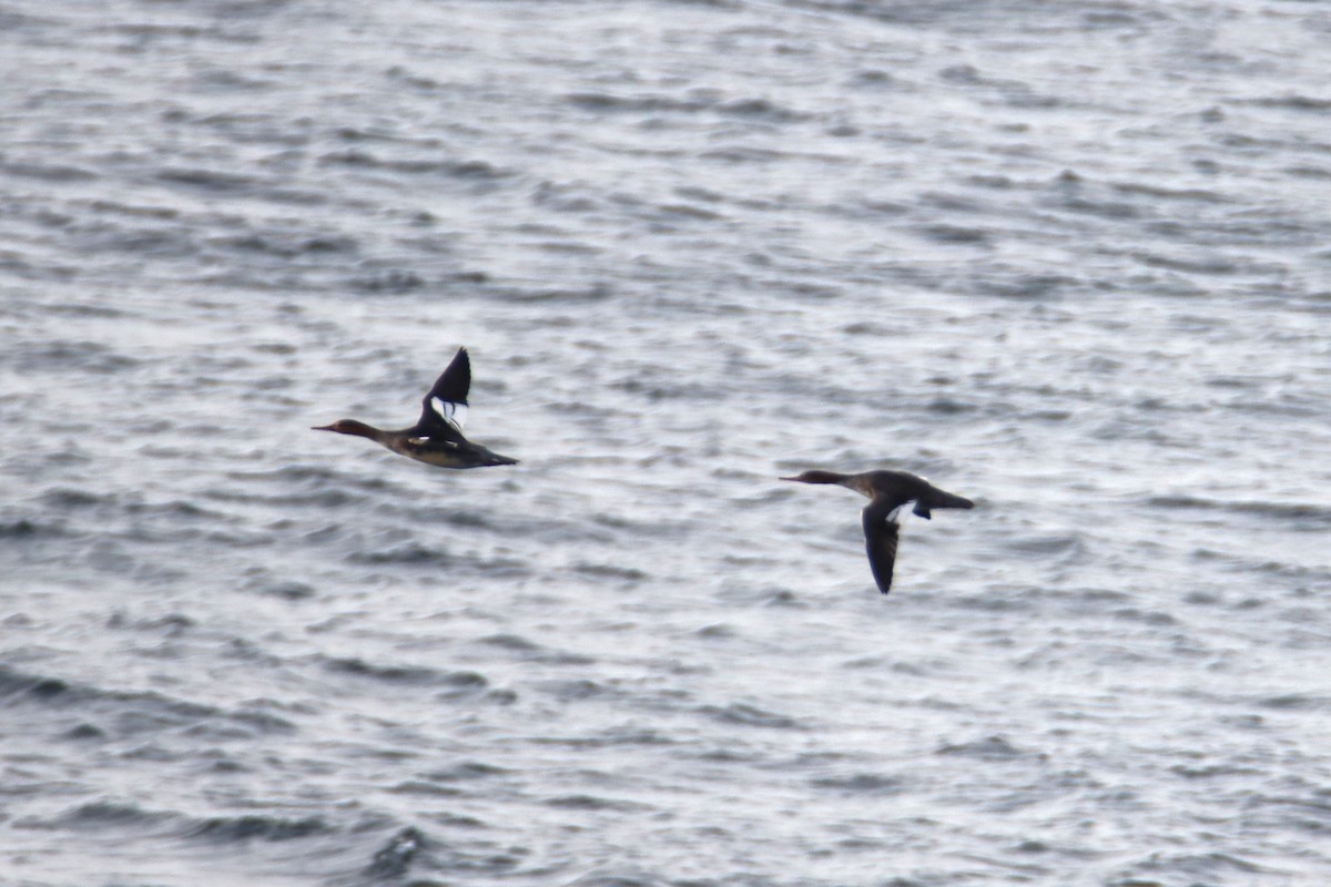 siland - ML645684320