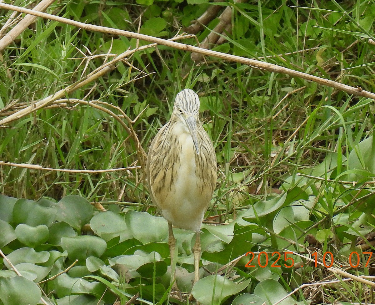 topphegre - ML645684321