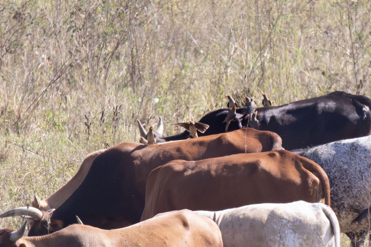 キバシウシツツキ - ML645684322