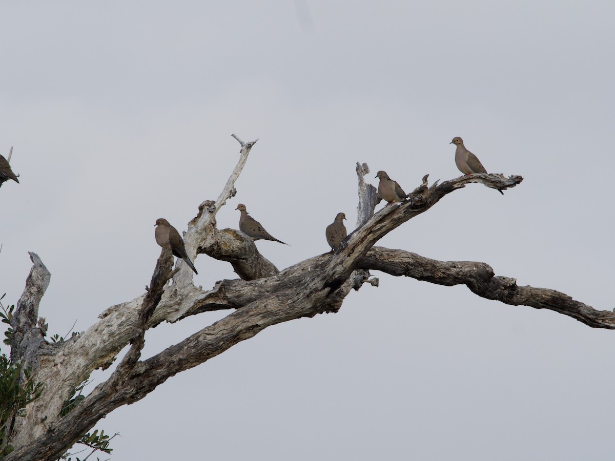 sørgedue - ML645684324