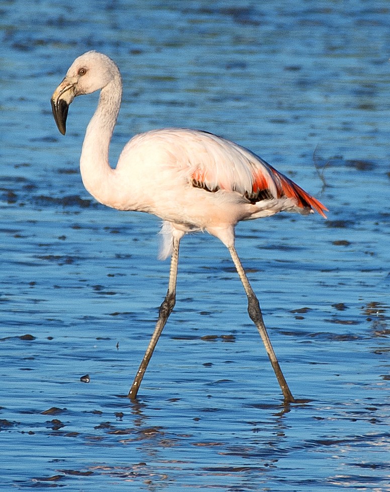 chileflamingo - ML645684325