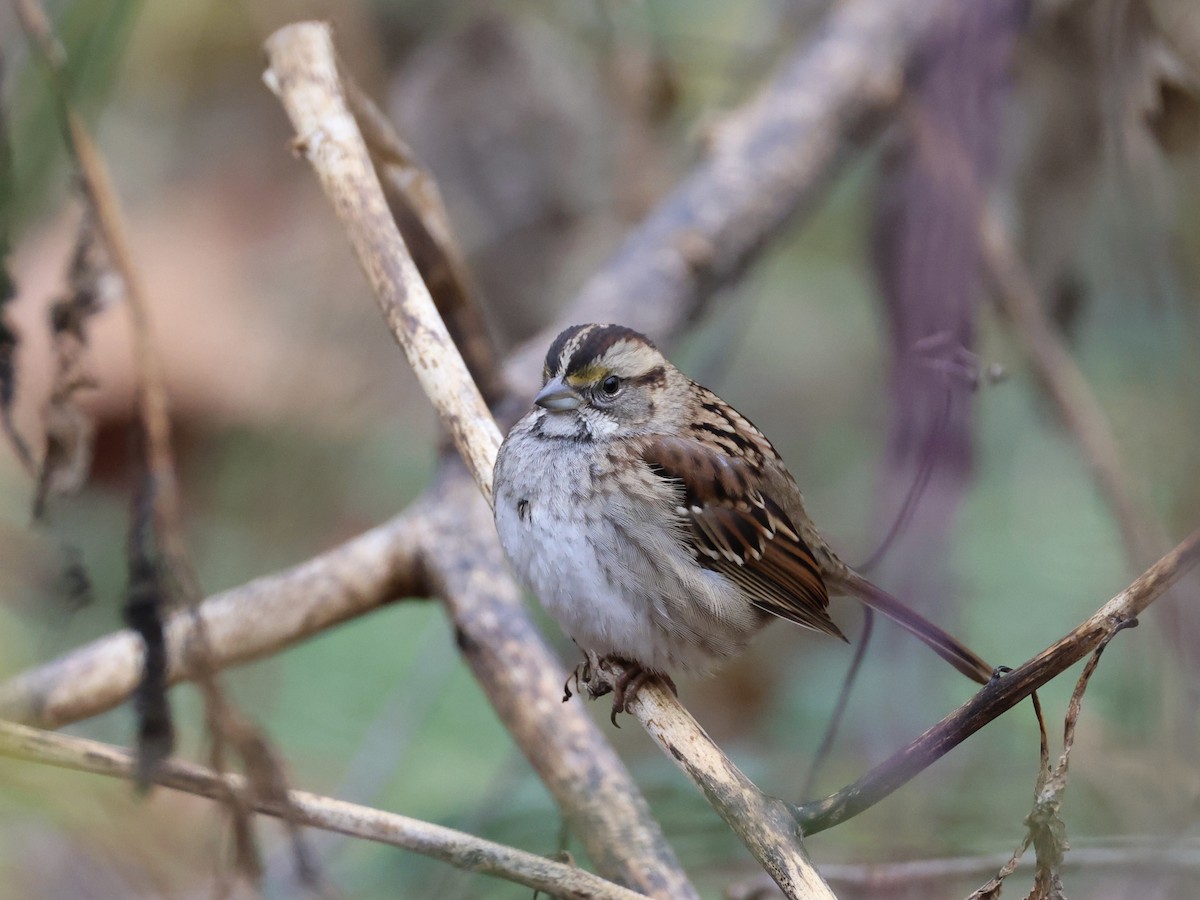 White-throated Sparrow - ML645684331