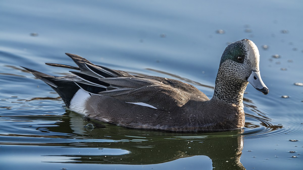 American Wigeon - ML645684343