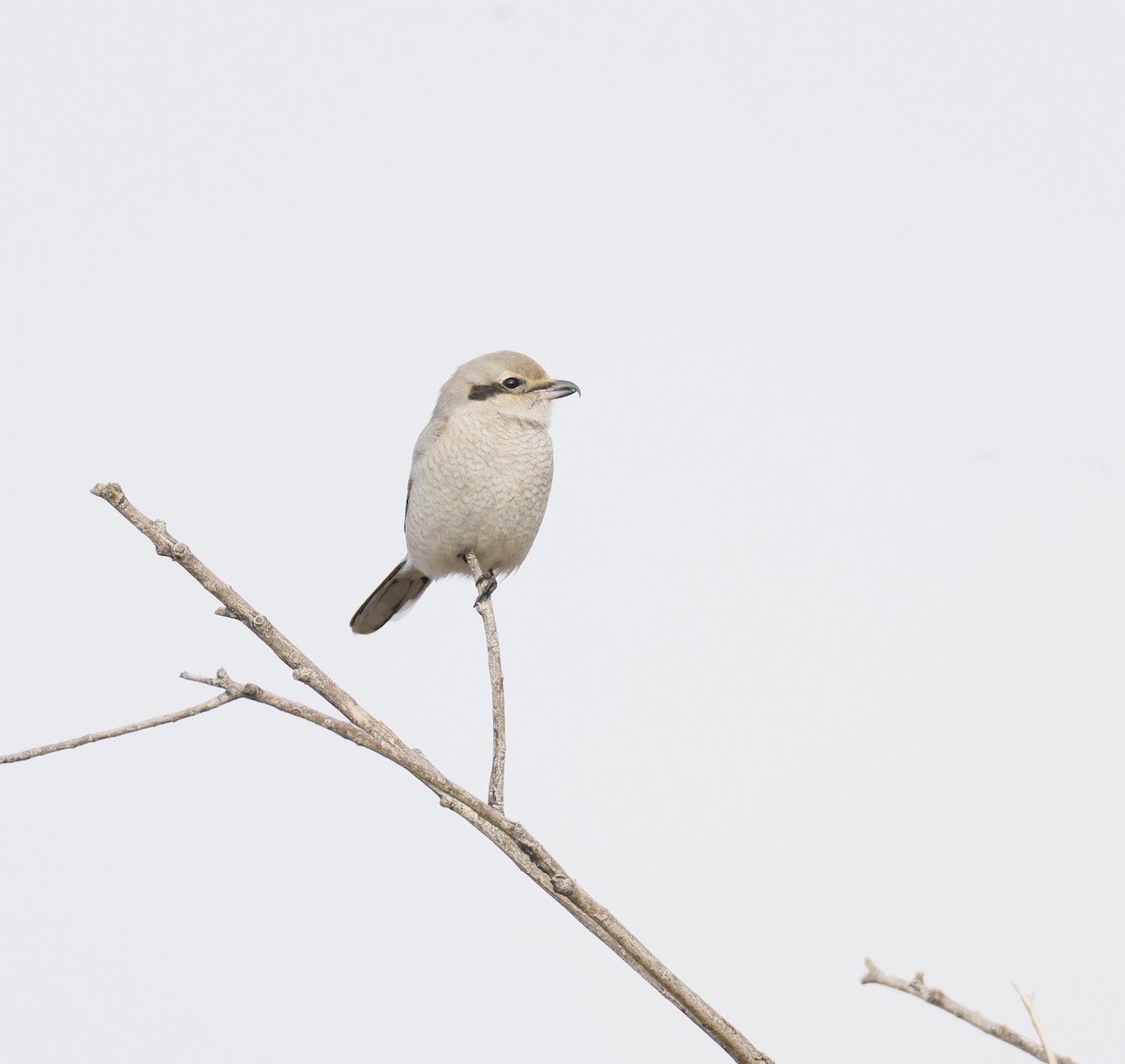 ťuhýk severní - ML645684345