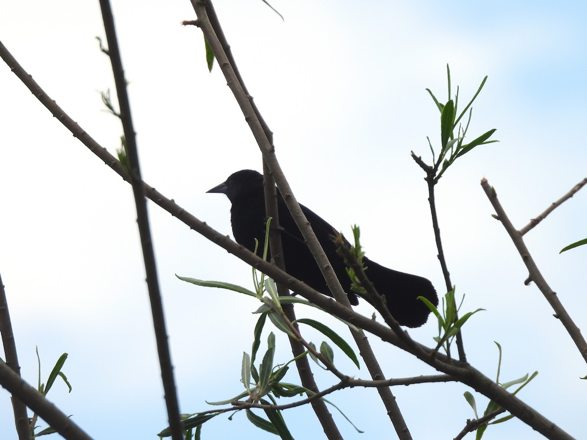 Unicolored Blackbird - ML645684363