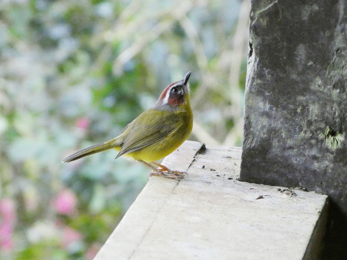 Paruline de Delattre - ML645684380