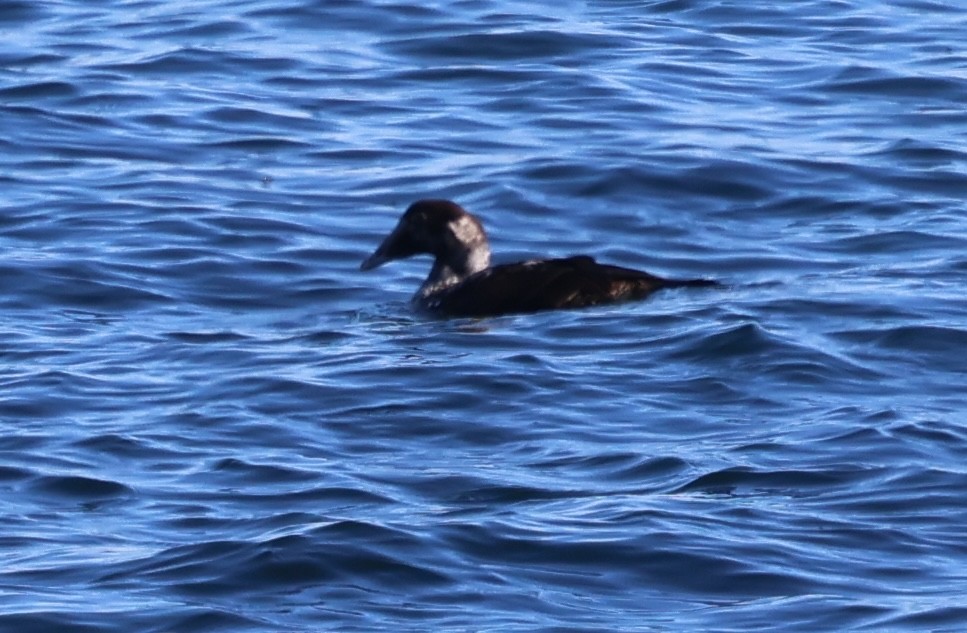 Eider arrunta - ML645684393