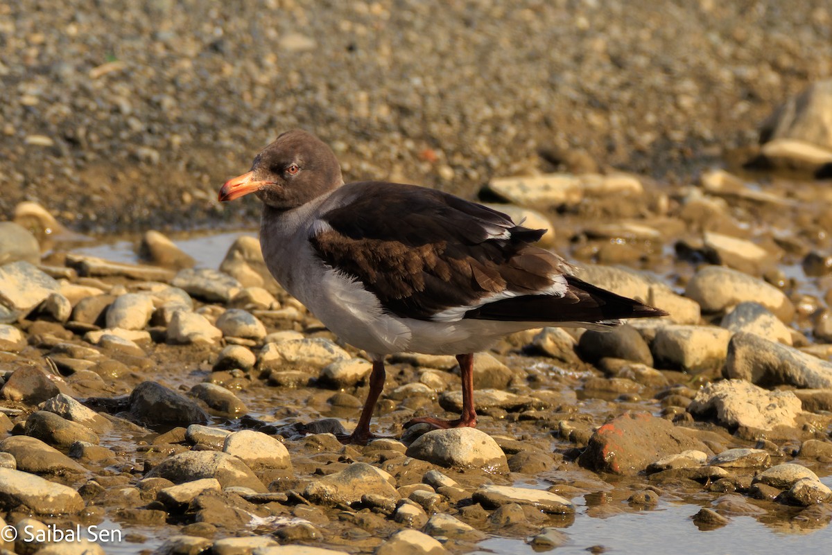 Dolphin Gull - ML645684404