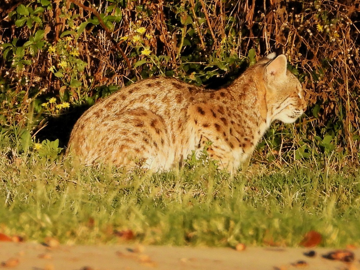 Animals - ML645684421