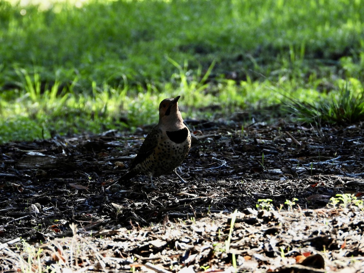 Altın Ağaçkakan (auratus/luteus) - ML645684424