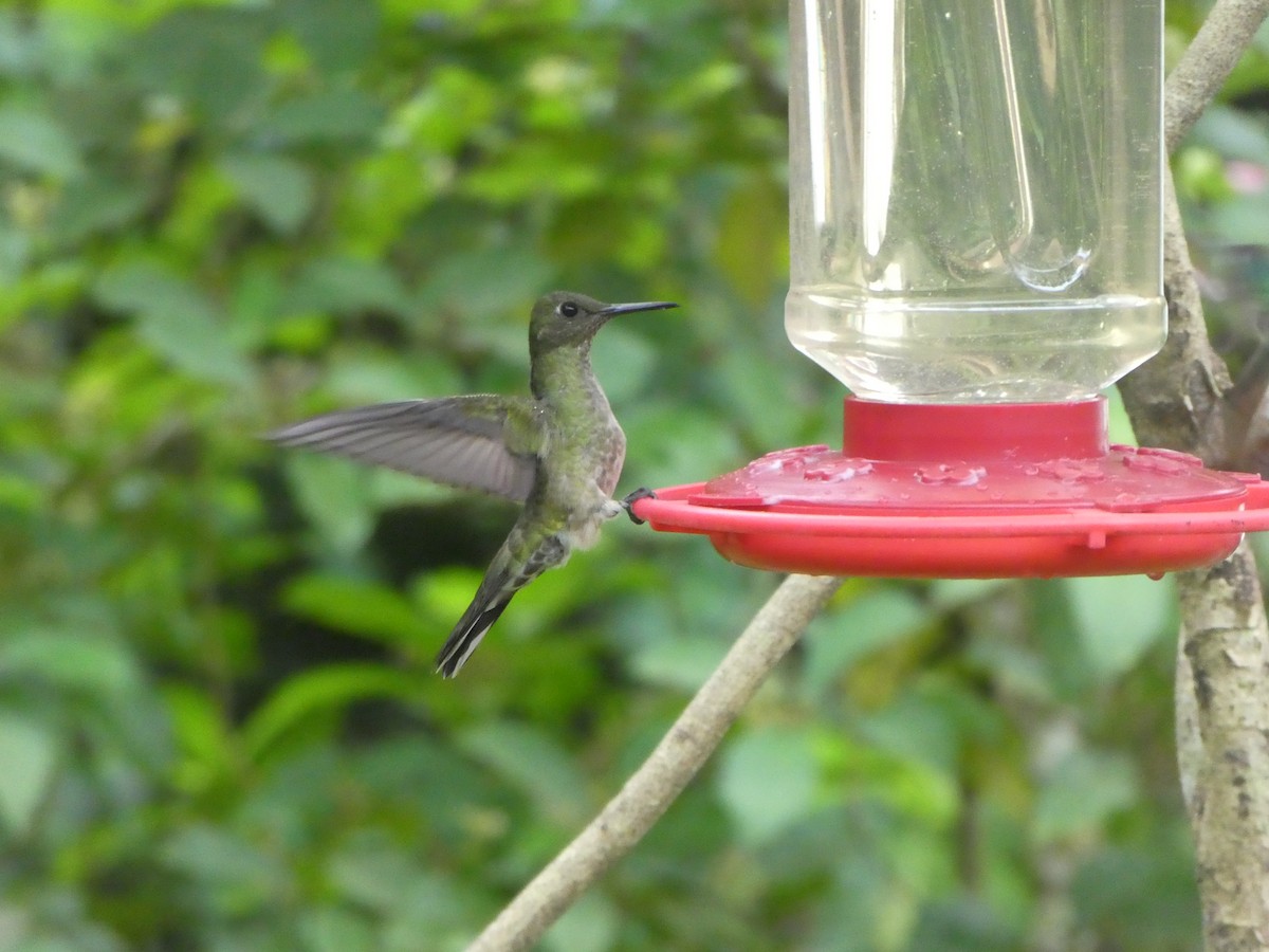 Scaly-breasted Hummingbird - ML645684428