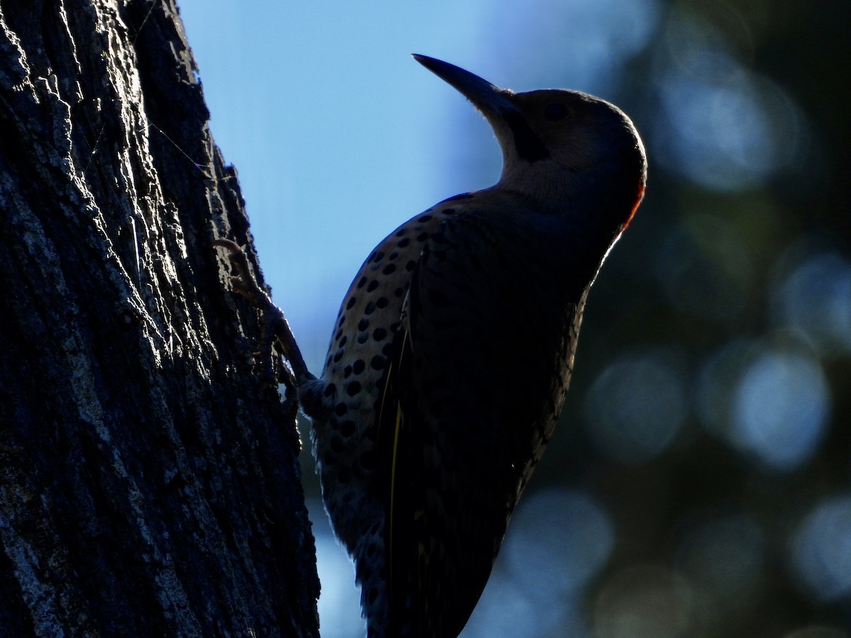 Altın Ağaçkakan (auratus/luteus) - ML645684438