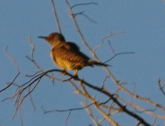 Altın Ağaçkakan - ML645684448