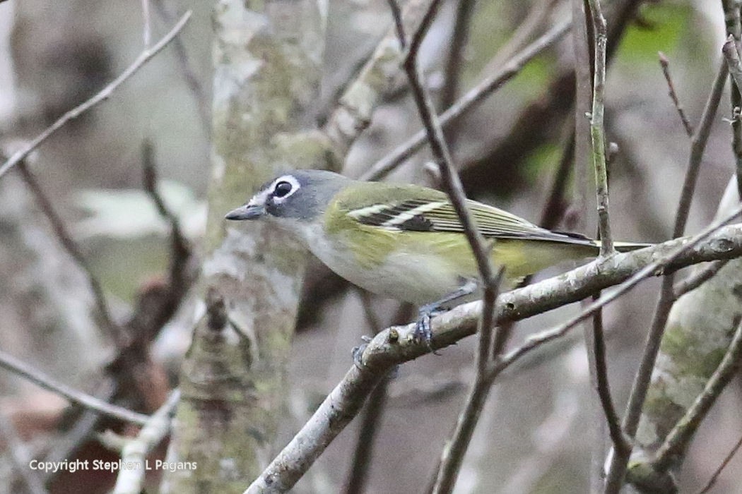 Blue-headed Vireo - ML645684470