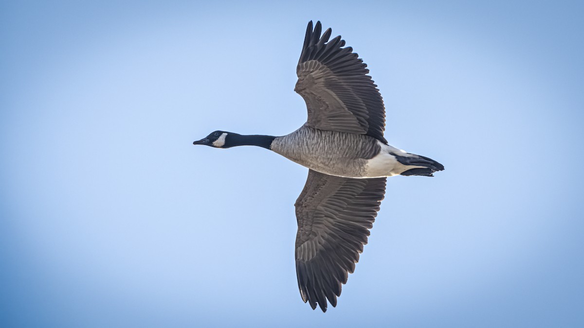 Canada Goose - ML645684481