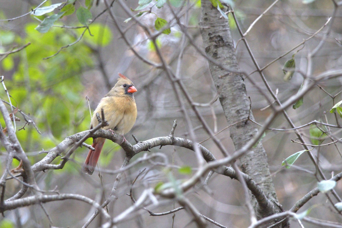 Northern Cardinal - ML645684484