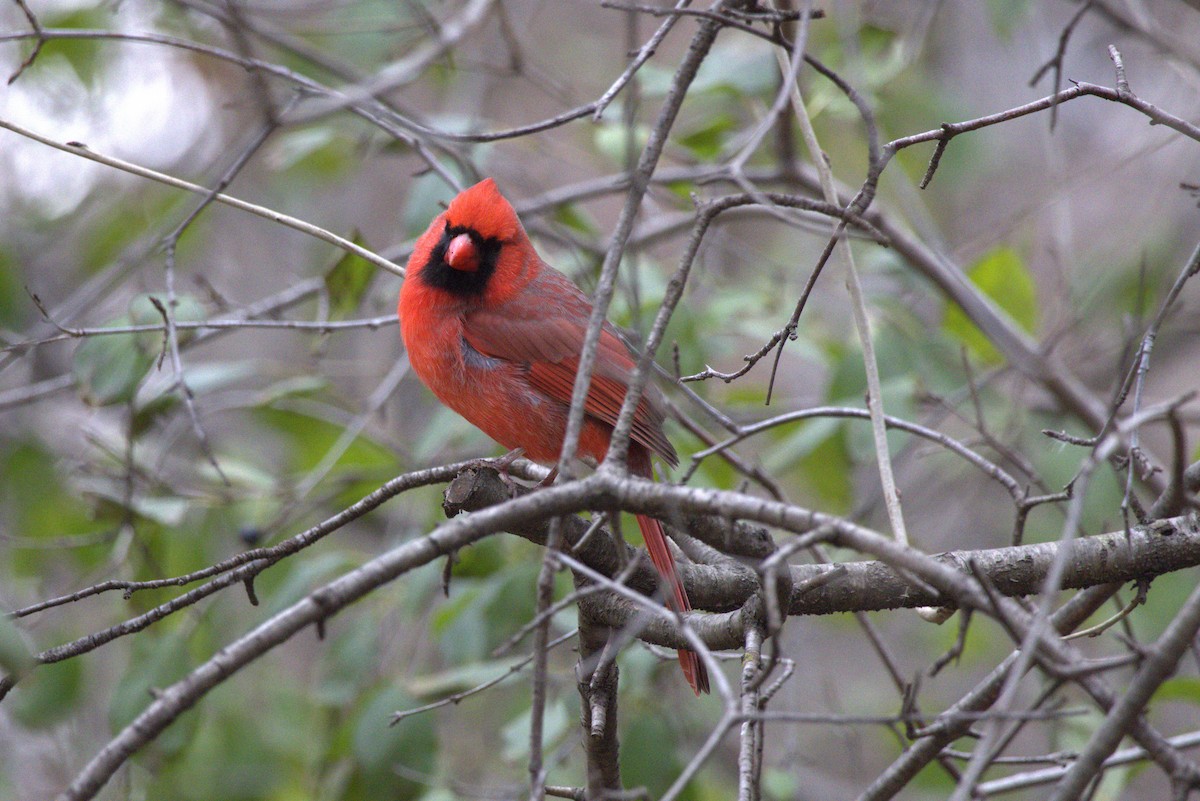 Northern Cardinal - ML645684485