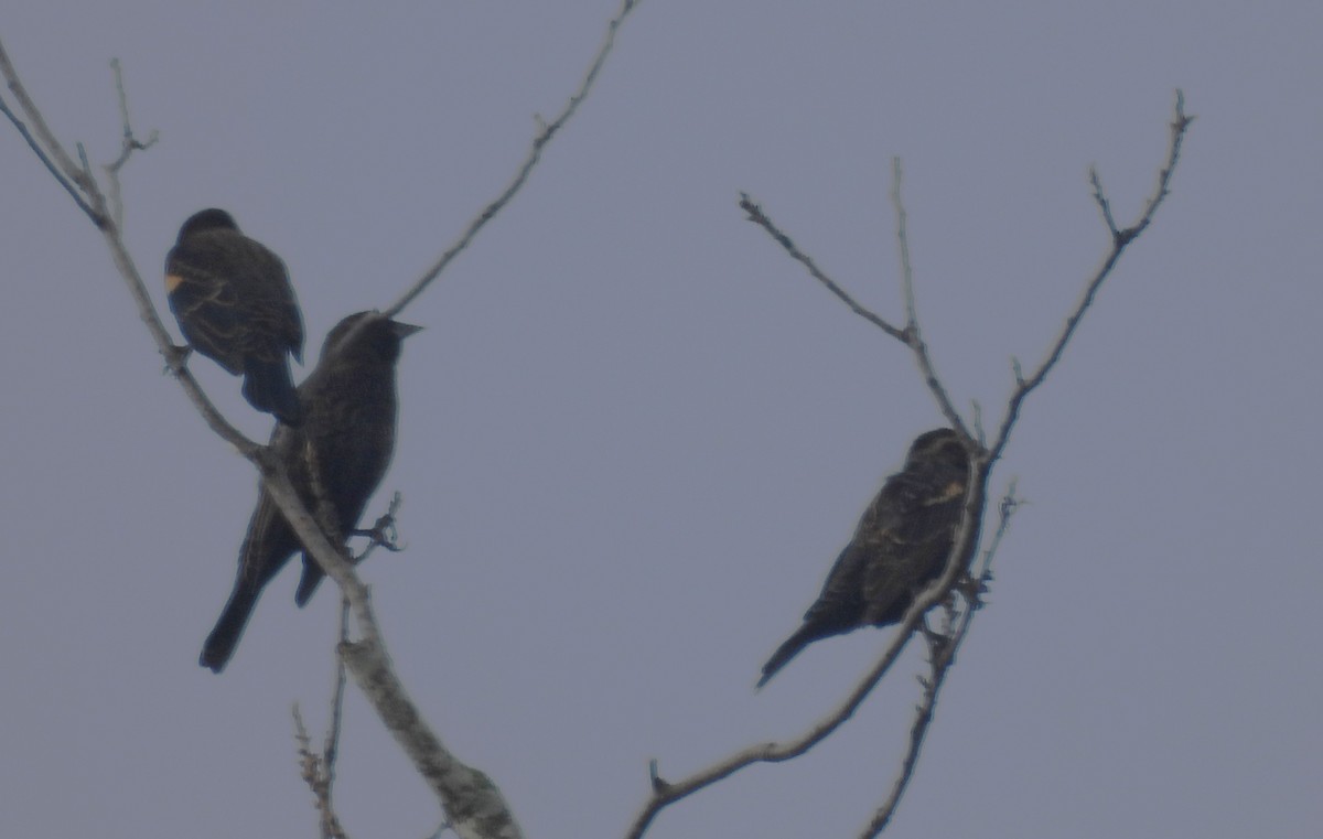 Red-winged Blackbird - ML645684486