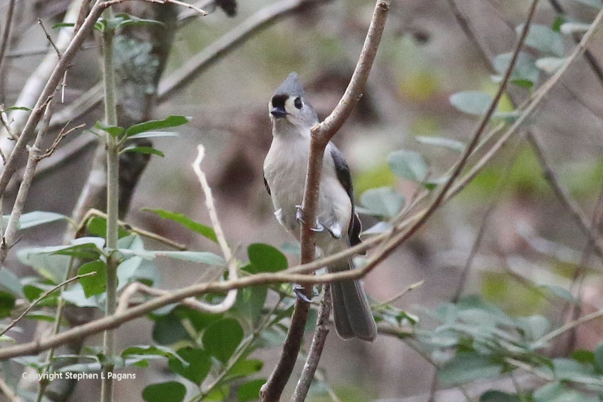 Tufted Titmouse - ML645684487