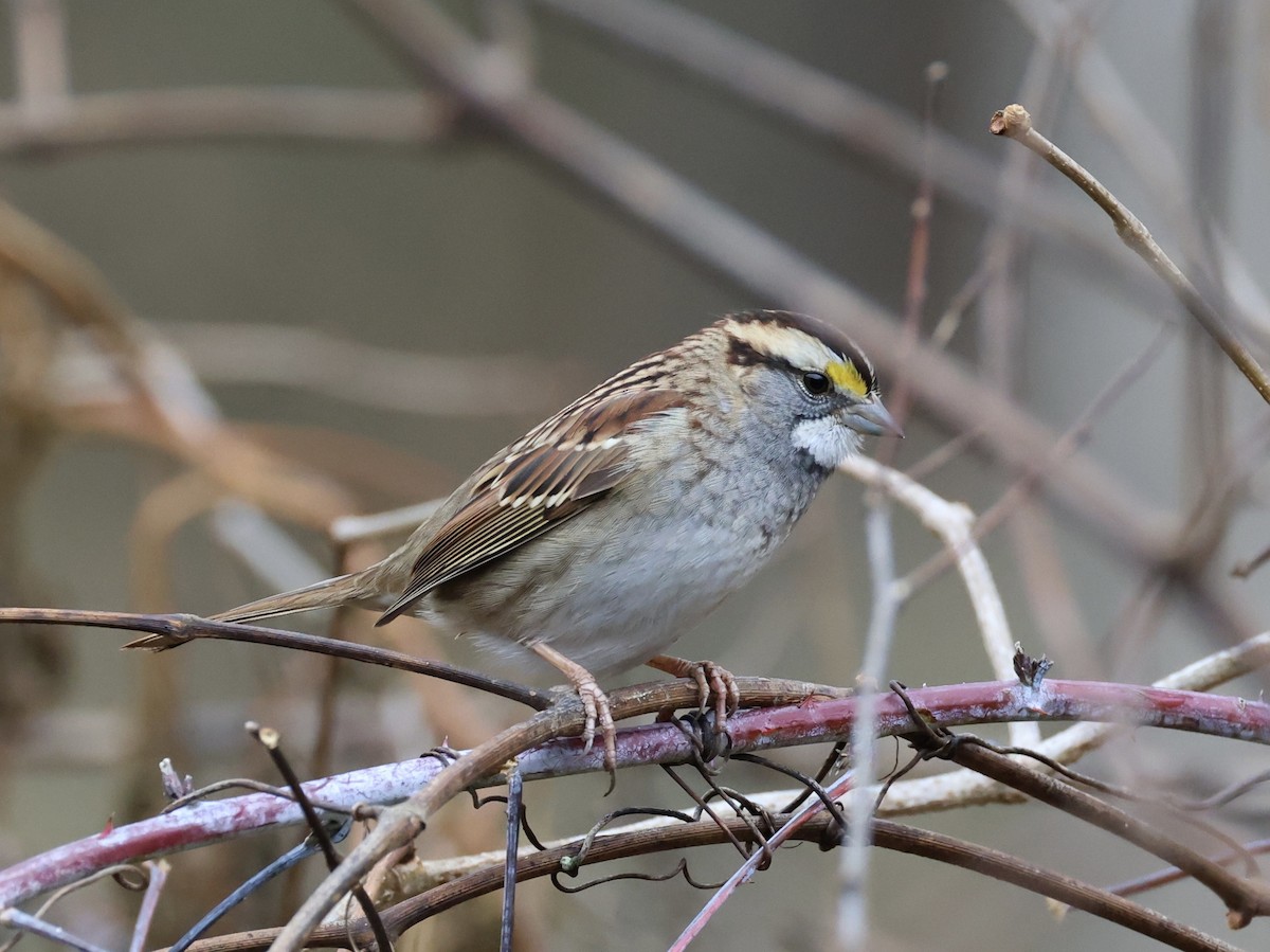 White-throated Sparrow - ML645684504