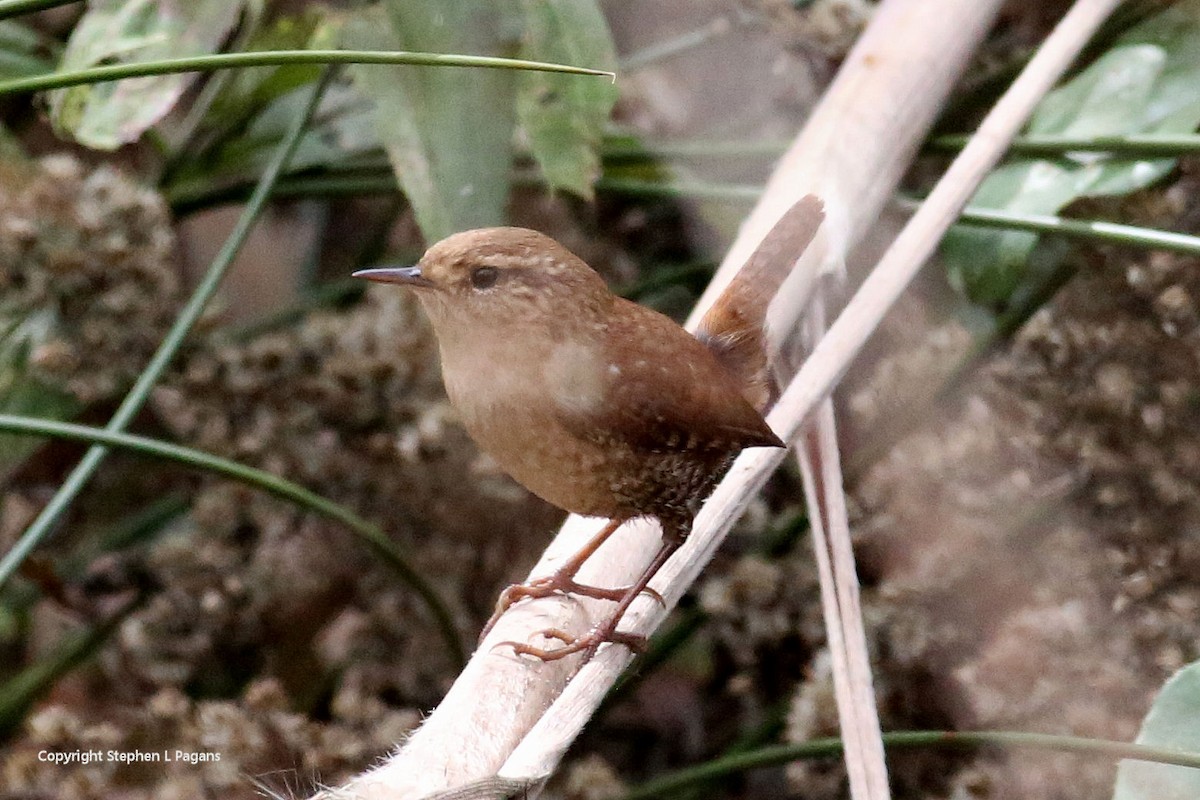 Winter Wren - ML645684509