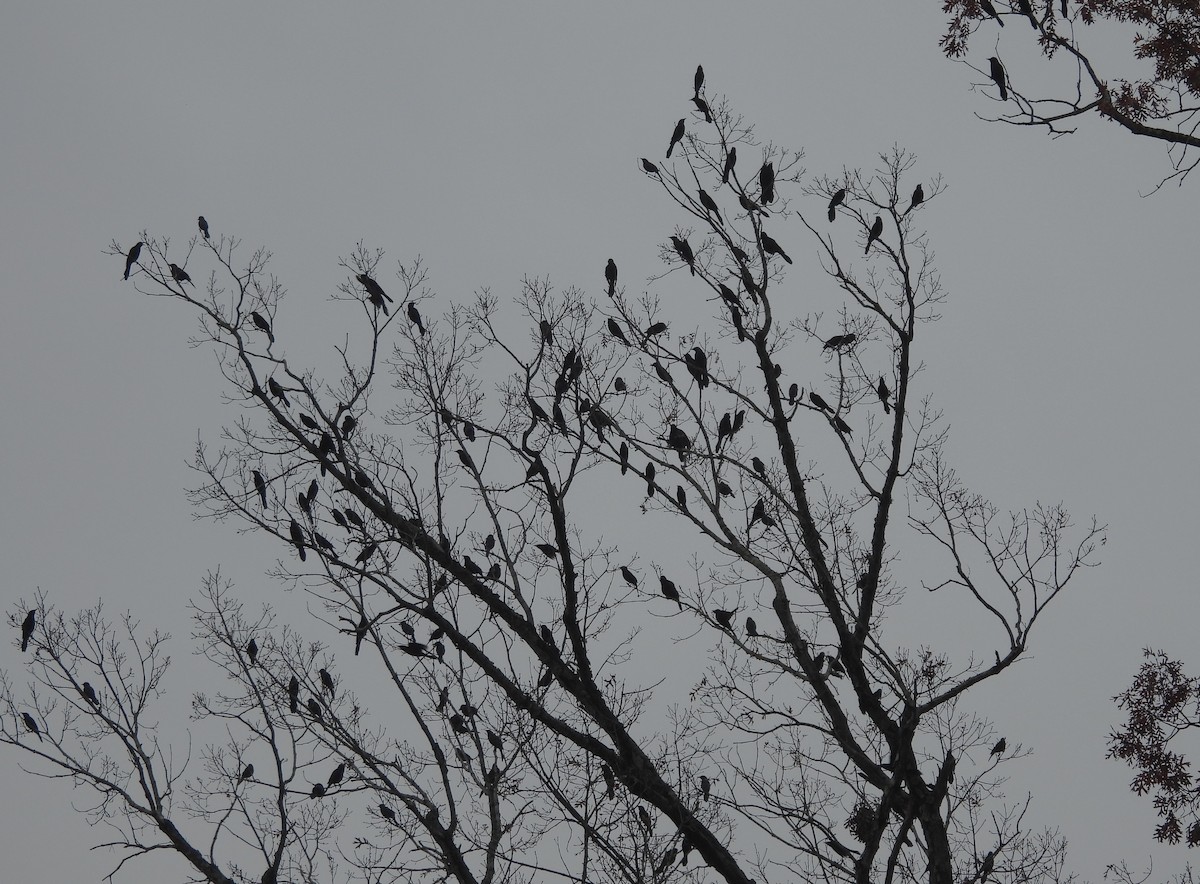 Common Grackle - ML645684510