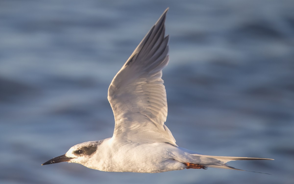 Forster's Tern - ML645684517