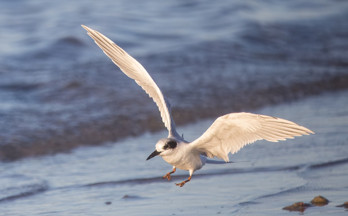 Forster's Tern - ML645684519