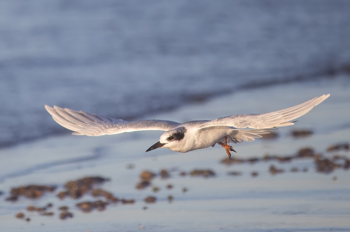 Forster's Tern - ML645684520